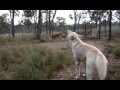 White Dingo Pups from Birth to 6 weeks  Part 2