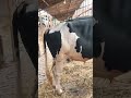 গরু guru cow goru amba hamba cow videos gorur video guru guru goro guru tiktok গরুর ভিডিও golu#viral
