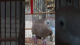 Download Lagu Perkutut Lokal Gacor Paling Ampuh Pancinngan Anti Gagal MP3