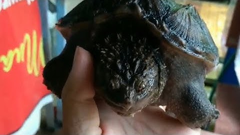Vlog#31| Florida snapping turtle| Rùa cá sấu.