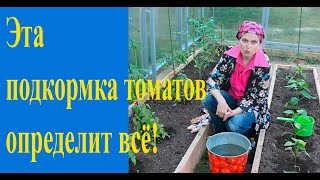Первая подкормка томатов: это очень важно!