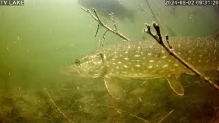 Szczupak i lin w tle. ( Pike and Tench fish in the background ) TVLAKE