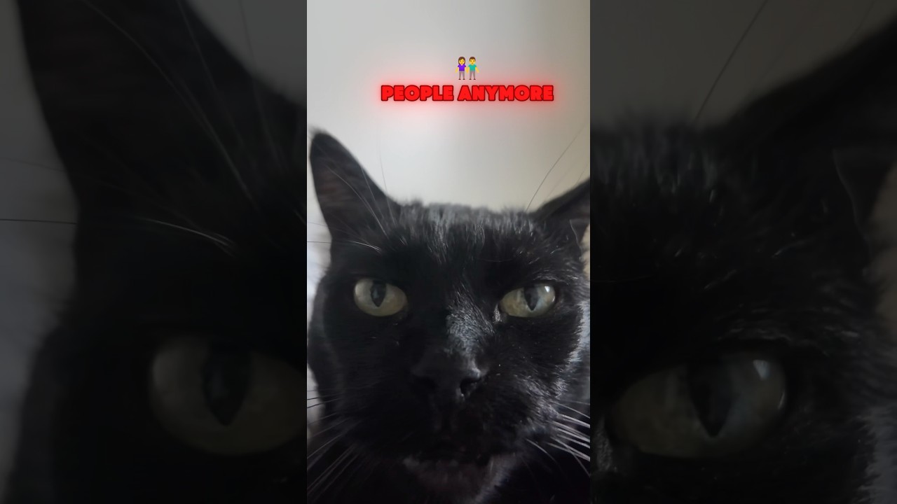 Can’t Deal with People and Cat Anymore Meow!🐈🐈 