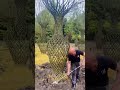 إزالة عشبة الكريب ميرتل من مزهرية عتيقة تنظيف دقيق ونتيجة مُرضية 🌿🏺 #shorts