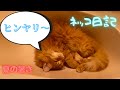 【ネッコ日記9】猫が暑くて涼みを求めてたどり着いたのは洗面所でした笑