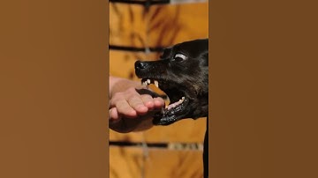 REST IN PARADISE, WALTER 🐶 ❤️