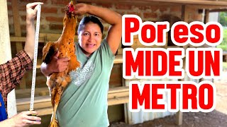 Today I'm going to teach you the secret to having lots of chickens at home.