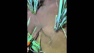 162 : Catching eels in the rural rice fields at night!! #traveling4fishing #fishing
