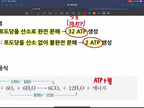 07강. 세포 호흡 (개념)
