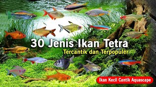 30 Jenis Ikan Tetra Tercantik, Ikan Kecil Cantik (Schoolingfish)