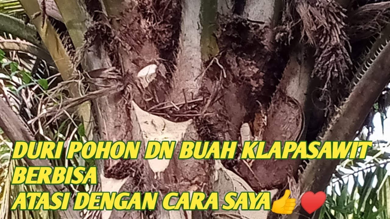 TIPS//CARA ATASI LUKA TERTUSUK DURI KELAPASAWIT//AGAR TAK DEMAM DAN