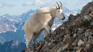 2022 BC LEH Mountain Goat Hunt  Hunting BC