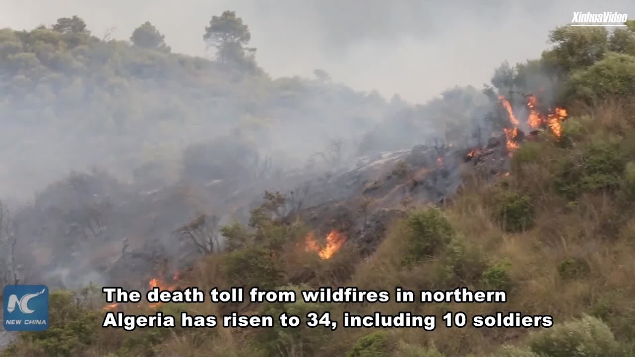 Why The Algeria Wildfires Left Behind A Devastating Reality That Official Numbers Miss