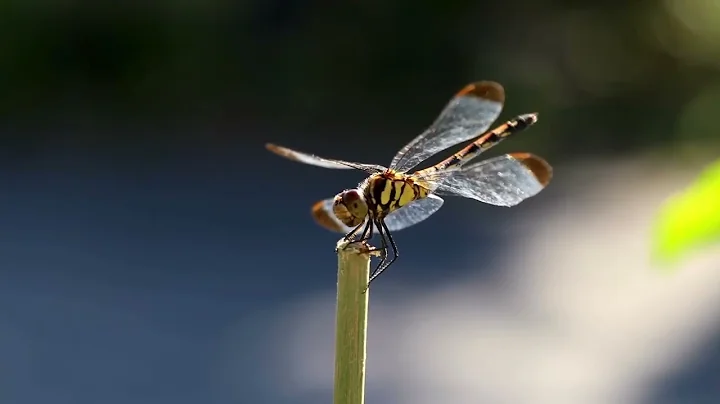 The Dragonflies Song