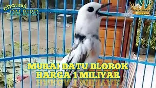 Murai Batu Blorok Harga 1Miliyar Lebih