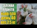 Супер способ выращивания бройлеров породы кобб -500 день 40 вес 2.5 кг