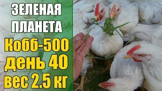Супер способ выращивания бройлеров породы кобб -500 день 40 вес 2.5 кг Супер способ выращивания бройлеров породы кобб -500 день 40 вес 2.5 кг