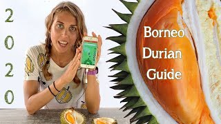 2020 Guide to Borneo Durian Season and Our New Durian App!