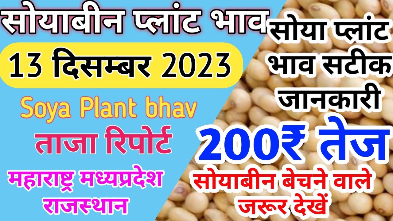 सोया प्लांट भाव 13 दिसम्बर 2023 Soyabin में तेजी कब आएगीsoya plant