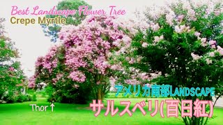 アメリカ南部の定番庭木 サルスベリ Crepe Myrtle In Bloom Youtube