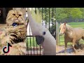 Funny Animal Videos That Make Me Cry Laughing