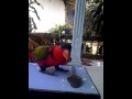 Burung Nuri pintar Bilang "Masyaallaah"