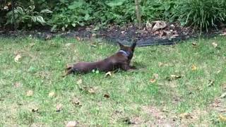 Video of adoptable pet named Thomas