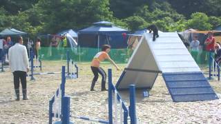 2012年7月8日JKC仙台　ビギナーAG