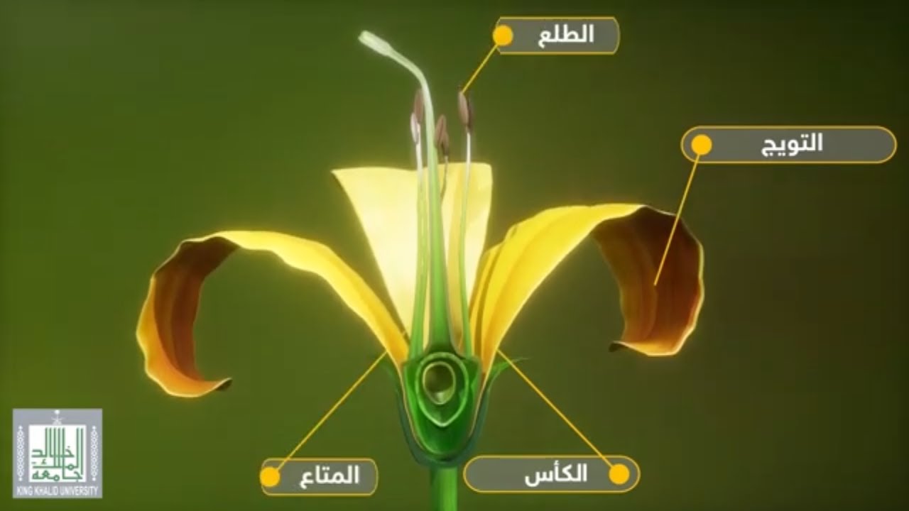 تركيب ومكونات الزهرة