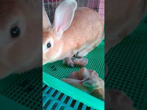 Video: Satin Rabbit