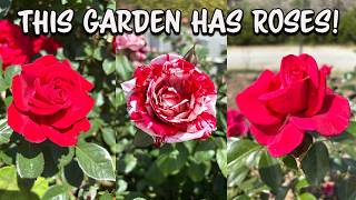 Visiting A Favorite Rose Garden