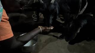 Goats eating cooked rice like humans!!! | must watch | Incredible India |