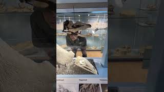 Notatesseraeraptor: Raptor Holotype on Display in Switzerland