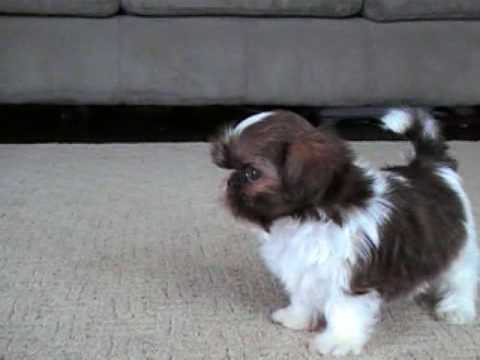 shih tzu 5 weeks tiny imperial shih tzu puppy 6 5 weeks shih tzu 5 weeks tiny imperial shih tzu puppy 6 5 weeks