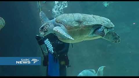 Two Oceans aquarium to release Yoshi the Loggerhead Turtle