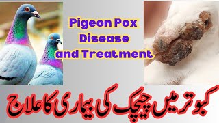 Understanding Pigeon Pox: Symptoms, Treatment, and Prevention Strategies