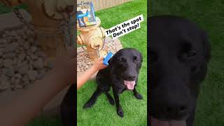 Labrador FURMINATOR Review! #lab #labs #labrador #puppies #dogs #furminator #groom #dogwash#bathtime