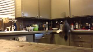 Trying to keep the cat off the kitchen counter using a method I saw on Reddit