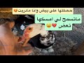 نقلت البط المصري الى بيتهم الجديد👍😍🪿🐧