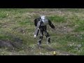 竹馬ロボットの実験（Experiments on static stability of the  stilts robot.）