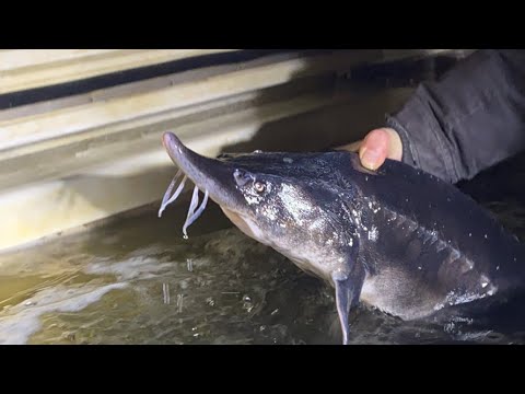 Белуга 30 кг + - YouTube