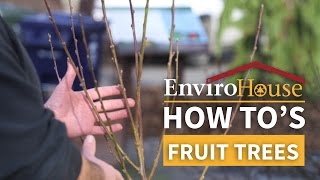 Fruit Trees - EnviroHouse How To