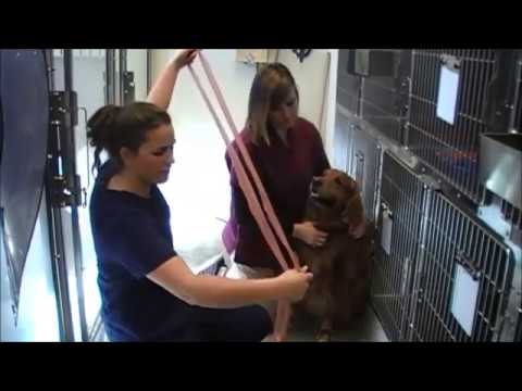 11  Apply a gauze muzzle to a dog