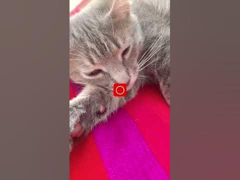 поставь палец и звонишь перед котом #котики #shortsyoutube - YouTube