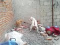 Perro pitbull ataca a un gato