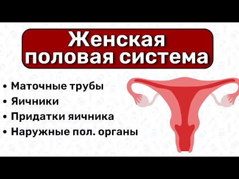 Женская половая система АНАТОМИЯ и ГИСТОЛОГИЯ: строение яичников, маточные трубы анатомия влагалища