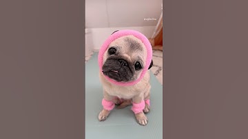 When you gotta keep those PUG ROLLS in shape 🥐🏋🏼‍♀️ #pug #dog #funny