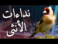 أنثى الحسون تنادي على الذكر ( بتبتة + نداء )