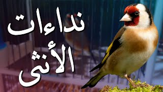 أنثى الحسون تنادي على الذكر ( بتبتة + نداء )