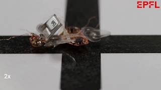 Untethered DEAnsect (soft robot) autonomously navigates a figure 8 path, then stops at the end.